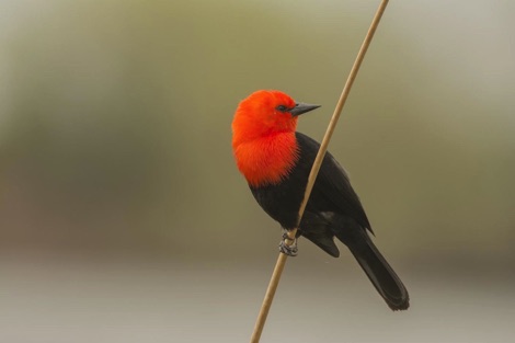 Birdwatching Ibera National Park Journeys with Purpose